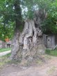 Riesenbaum in Galizien